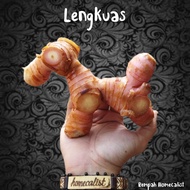 lengkuas segar 1kg-lengkuas merah- lengkuas 1 kg-laos-bumbu masak-lengkuas masak-rempah