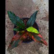 anthurium black dragons pink ( hokeri pink ) splash pink