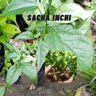 Anak Pokok Sacha Inchi