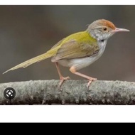 burung prenjak bawah/lumut/ciang ciang