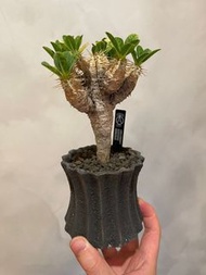 鬼棲閣 非龜甲龍 象牙宮 惠比大黑 塊根 植物