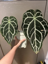 Anthurium crystallinum (thick veins) 花燭系列