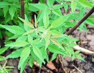 Lagundi (Herbal Plant) with FREE garden soil. Real Plants not Seeds / Outdoor Plant / Plants for Sal