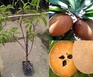 Anak Pokok Ciku Mega Hybrid (Buah Besar)