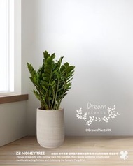 ZZ Plant Money Tree with Quality pot 金錢樹 連優質花盆 #開業大吉 #喬遷之喜 植物盆栽 #Grand Opening Gift #Housewarming