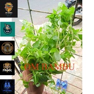 Chinese Betel/atow Retail Deflated Herbs