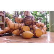 1kg fresh organic Temulawak