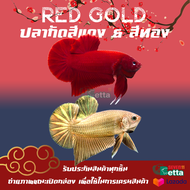 ปลากัดสีแดง และ ปลากัดสีทอง เพศผู้ ได้สีแดง และ สีทอง อย่างละ 1 ตัว 7/11 Betta Farm