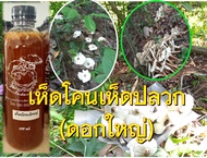 เชื้อเห็ดโคน เห็ดปลวกดอกใหญ่ รากยาว บรรจุ 1 ขวด ขนาด 500 ML. มีของแถมทุกออเดอร์