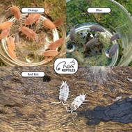 3 IN 1 Porcellionides Pruinosus | Red Koi | Powder Blue | Powder Orange Isopod | Cleaning Crew for T