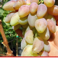 BIBIT ANGGUR IMPORT DIXON (grafting) MURAH BIBIT ANGGUR DIXON IMPORT