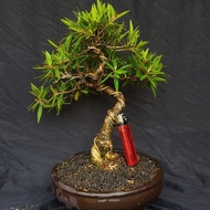 Bonsai beringin california