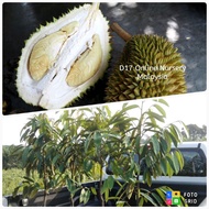 Pokok Durian D17 / Anak Pokok Durian