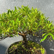 Bonsai Beringin California Medium Set Jadi