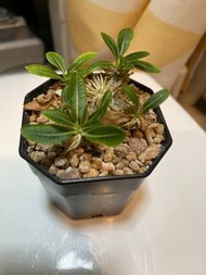 26/8❤️惠比須笑