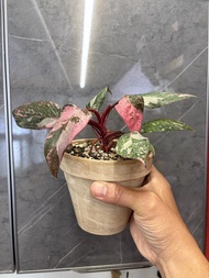 Philodendron Pink Princess Variegated 粉紅公主蔓綠絨