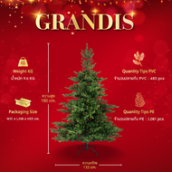 ต้นคริสต์มาส Grandis Fir - Christmas Tree | H 180/210/240 cm.