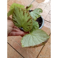 Begonia Rex I'd rare