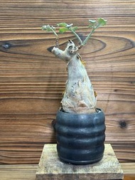 Somalia 索馬里小葉葡萄 塊根多肉植物日本鉢 Caudex plant