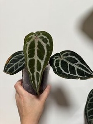石化Michelle 紅水晶花燭
