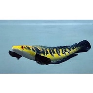 channa yellow sentarum ys maru aksesoris aquarium