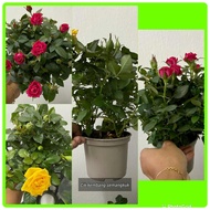 💐Pokok Bunga Ros Hidup💐Rose Plant💐Anak Pokok Bunga Ros💐Rose Denmark💐Rose Pot💐Rose Denish