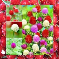 เมล็ดพันธุ์ บานไม่รู้โรย คละสี Gomphrena Mix Seed ดอกไม้ พรรณไม้ คุณภาพ 100 เมล็ด ปลูกง่าย ออกดอกบ่อ