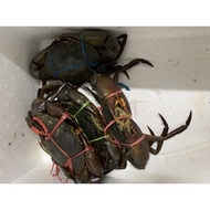 Live Indonesia Meaty Mud Crab (3pcs set)(500-600g each)