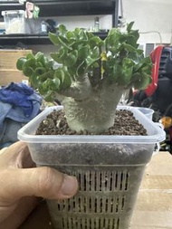沙漠玫瑰盆栽