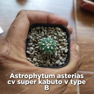 astrophytum asterias cv super kabuto v type B