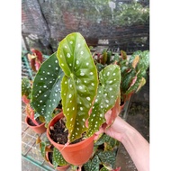 [READY STOCK] Begonia Maculata 鳟鱼鱼秋海棠 Real Plant