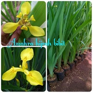 tanaman bunga iris kuning