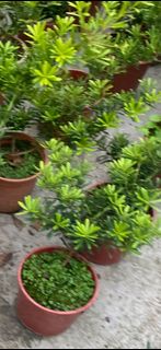 🌳晶鑽羅漢松6吋盆  實物拍攝室內植物 觀葉植物 綠化植物