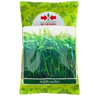 Morning Glory Seeds Bamboo Shoots 9
