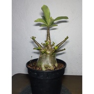 Adenium KHZ x DDC (Sleeping Branch)