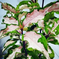 💥Pokok Hidup Live plant💥Hiasan Garden Outdoor Tahan Panas dan Mudah Membiak, cantik warna hijau pink. Tinggi 1-2 kaki