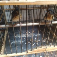 burung srdc ori bali jantan