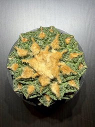 志賀龜甲牡丹 多肉植物塊根植物象牙宮象足漆樹