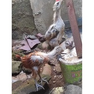 Ys7 Ciak Anakan Ayam Pelung Jumbo Asli sehat