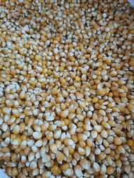 Popcorn seed / kernel (Butterfly type)   爆米花 颗粒 (蝴蝶型)   Biji Popcorn