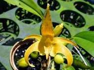 原生蘭 Bulbophyllum lobbii (金黃花個體~極會開花)特價品