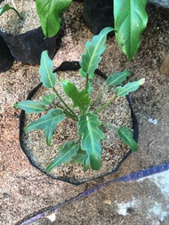 Xanadu Philodendron