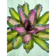 bromeliad neoregelia Vino