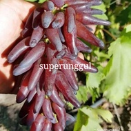 Bibit anggur import jenis jari jari COD