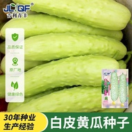 White Skin Cucumber Seeds Cream Cucumber Seeds White Skin Fruit Cucumber Four Seasons Easy Planting 