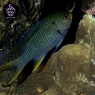brackish fish / ikan air payau / Betok buntut kuning / neopomacentrus