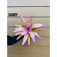 bunga bromeliad sandy
