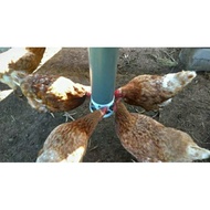 Feeder Pakan Ayam Menunakan Paralon 3 Inch