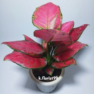 ~[Dijual] Terbaru ! Tanaman Hias Aglaonema Red Anjamani Besar ~