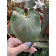 caladium red🌿new p150